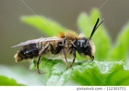 Closeup on a male Large sallow mining bee, Andrena apicata sitting on a green leaf Closeup on a male Large sallow mining bee, Andrena apicata sitting on a green leaf 112303751