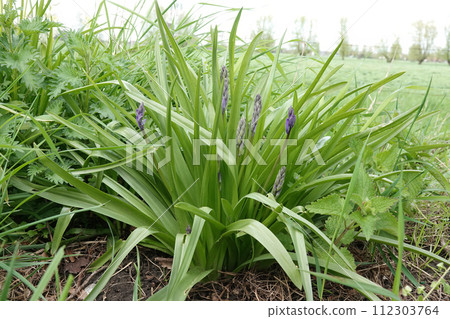 Wide angle closeup on an emerging blue flowered Hyacinth plant, Hyacinthoides hispanica at a road side 112303764