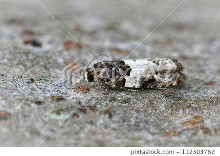 Closeup on the small white cloaked shoot. micro totrix moth, Gypsonoma sociana sitting on wood Closeup on the small white cloaked shoot. micro totrix moth, Gypsonoma sociana sitting on wood 112303767