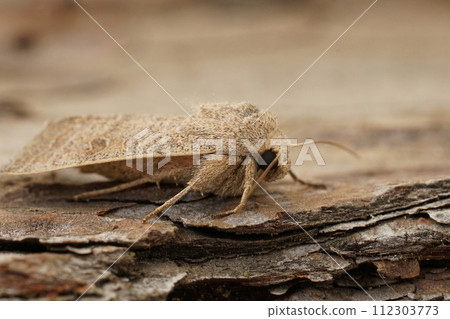 Closeup on the Vine's Rustic owlet moth, Hoplodrina ambigua sitting on wood 112303773
