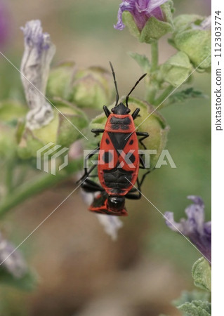 Colorful close-up of a brilliant red firebug, Pyrrhocoris apterus sitting on a green leaf Colorful close-up of a brilliant red firebug, Pyrrhocoris apterus sitting on a green leaf 112303774
