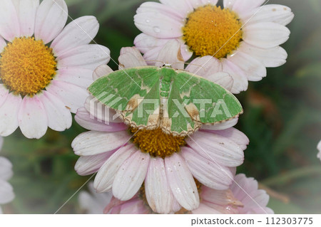Closeup on a fresh green blotched emerald geometer moth, Comibaena bajularia, sitting with spread wings on a white flower Closeup on a fresh green blotched emerald geometer moth, Comibaena bajularia, sitting with spread wings on a white flower 112303775