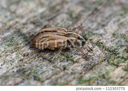 Closeup of a clorful striped weevil species , Hypera arator 112303778
