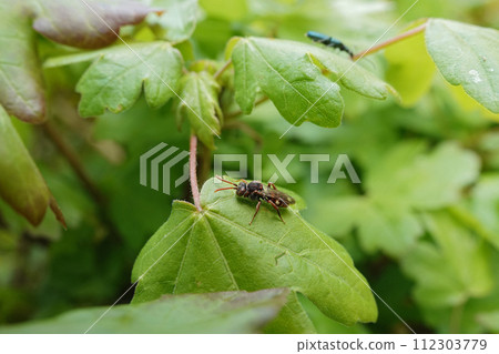 Natural wide angle, detailed natural closeup on a colorful female red nomad cuckoo bee, Nomada alboguttata female 112303779