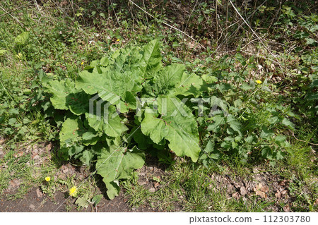 Closeup on emerging foliage of an European Burdock wildflower, Arctium species 112303780