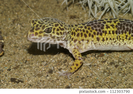 Closeup on a colorful common leopard gecko, Eublepharis macularius in a terrarium 112303790