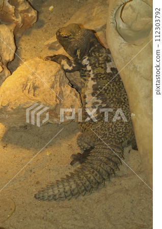 Vertical closeup on a North African Spiny-tailed or Bell's Dabb Lizard , Uromastyx acanthinurus in a terrarium Vertical closeup on a North African Spiny-tailed or Bell's Dabb Lizard , Uromastyx acanthinurus in a terrarium 112303792