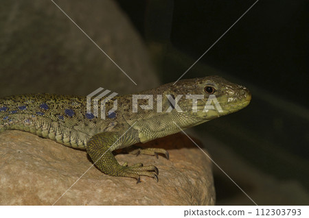 Closeup on an endangered Ocellated lizard, Timon lepidus, sitting on a rock Closeup on an endangered Ocellated lizard, Timon lepidus, sitting on a rock 112303793