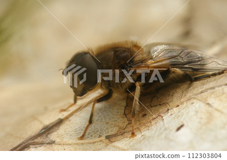 Closeup of a hoverfly wanting to be a bee , the tapered drone fly , Eristalis pertinax sunning on a dried leaf Closeup of a hoverfly wanting to be a bee , the tapered drone fly , Eristalis pertinax sunning on a dried leaf 112303804