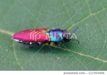 Closeup on a colorful European Mediterranean jewel beetle Anthaxia ignipennis sitting on a green leaf Closeup on a colorful European Mediterranean jewel beetle Anthaxia ignipennis sitting on a green leaf 112303806