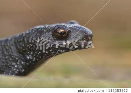 Detailed closeup on the head of a terrestrial , juvenile, Danube crested newt, Triturus dobrogicus 112303812