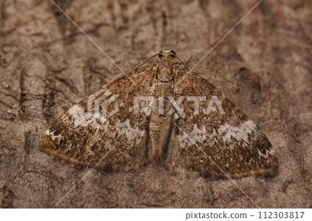 Closeup on the Small Rivulet geometer moth, Perizoma alchemillata 112303817