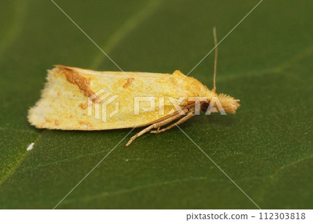 Closeup of the hook-marked straw moth, Agapeta hamana in the garden 112303818
