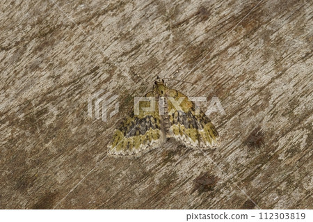 Closeup on the yellow-barred brindle geometer moth, Acasis viretata wityh spread wings 112303819
