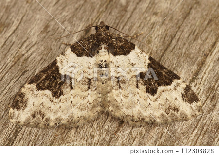 Closeup on the Garden carpet Geometer moth, Xanthorhoe fluctuata, sitting with spread wings 112303828