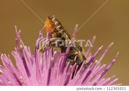 Closeup on a female leacutter solitary bee, Megachile, drinking nectar from a purple knapweed flower, Centaurea jacea 112303831