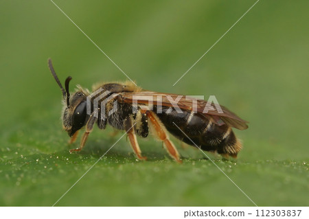 Closeup on a colorful red-legged female Hawthorn mining bee , Andrena chrysoceles sitting on a green leaf Closeup on a colorful red-legged female Hawthorn mining bee , Andrena chrysoceles sitting on a green leaf 112303837