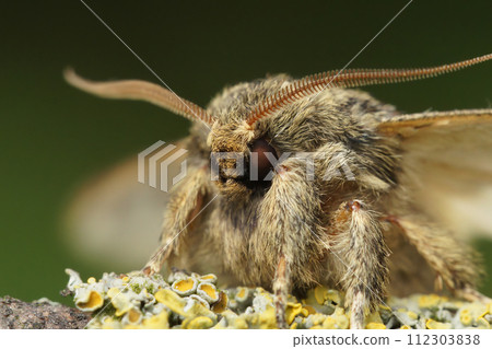 Facial closeup on the Great prominent moth,Peridea anceps sitting on wood 112303838