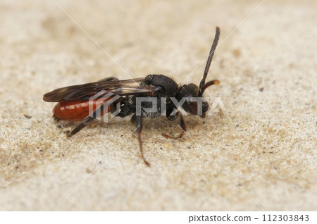 Closeup on the Full red-colored Fabricious' Nomad bee, Nomada fabriciana 112303843
