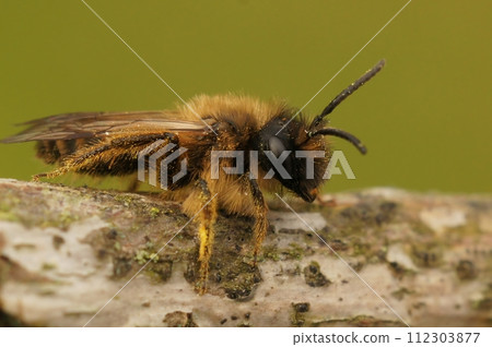 Closeup of a male yellow-legged mining bee on wood, Andrena flavipes Closeup of a male yellow-legged mining bee on wood, Andrena flavipes 112303877