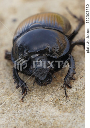 Vertical close up on a black Minotaur beetle, Typhaeus typhoeus with a shiny body 112303880