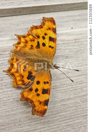 Closeup of the Comma butterfly, Polygonia c-album sitting with spread wings on a wall 112303889