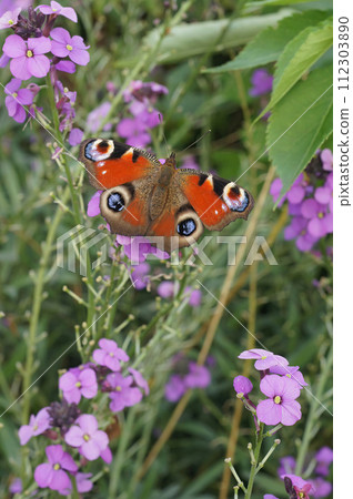 Vertical closeup on a Peacock butterfly, Inachis io sitting on a purple wallflower in the garden 112303890