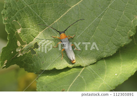 Closeup on the colorful Twin spot longhorn beetle, Oberea oculata, sitting on a Goat willow leaf 112303891