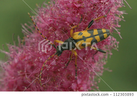Closeup on the European spotted longhorn beetle, Leptura maculata sitting on a pink flower Closeup on the European spotted longhorn beetle, Leptura maculata sitting on a pink flower 112303893