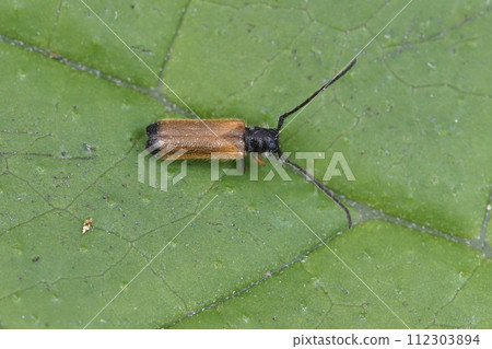 Closeup on a European dwarf longhorn beetle, Tetrops praeustus, sitting on a green leaf 112303894