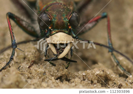 Frontal closeup on the Northern dune tiger beetle, Cicindela hybrida sitting on sandy soil 112303896