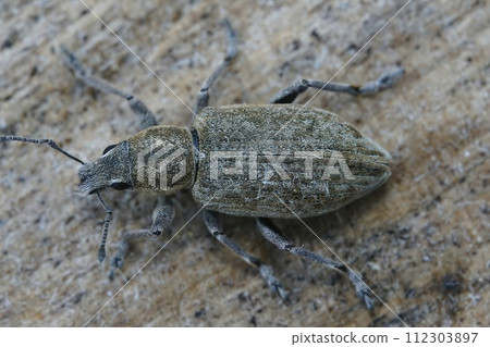 Closeup of one of the broad-nosed weevils, the beet leaf weevil, Tanymecus palliatus which likes to feed on various thistles 112303897