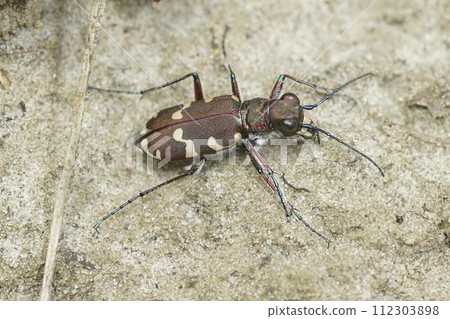 Closeup on the brown Northern Dune tiger beetle, Cicindela hybrida, in the sand 112303898