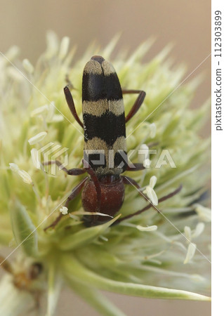Vertical closeup on a Chlorophorus trifasciatus sipping nectar from the green flowers of Eryngium Campestre in the Gard, France 112303899