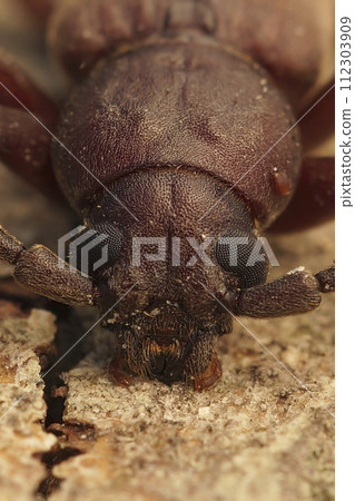 Vertical frontal closeup on a large longhorn beetle from Southern France , the rust pine borer, Arhopalus rusticus 112303909