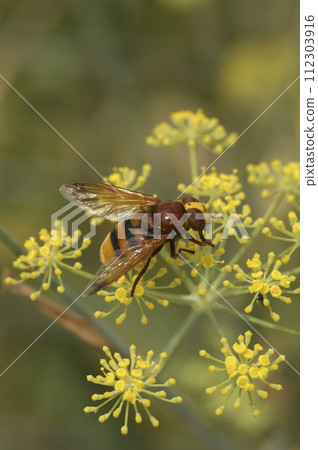 Vertical closeup on the hornet mimic hoverfly, Volucella zonaria sitting on yellow flowers of sweet fennel, Foeniculum vulgare in the garden 112303916