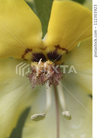 Detailed closeup on the yellow flower of the black or dark mullein, Verbascum nigrum Detailed closeup on the yellow flower of the black or dark mullein, Verbascum nigrum 112303923