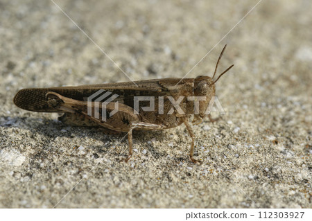 Closeup on a Broad Green-winged Grasshopper , Aiolopus strepens sitting on a stone 112303927