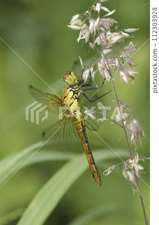 Closeup on a Ruddy darter, Sympetrum sanguineum hanging in the vegetation 112303928
