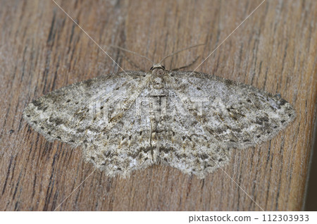 Closeup on the small engrailed geometer moth, Ectropis crepuscularia , sitting with spread wings on wood Closeup on the small engrailed geometer moth, Ectropis crepuscularia , sitting with spread wings on wood 112303933