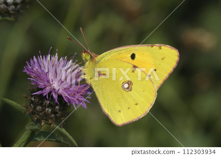 Closeup on the Clouded Yellow, Colias croceus, butterfly with closed wings on a purple knapweed flower Closeup on the Clouded Yellow, Colias croceus, butterfly with closed wings on a purple knapweed flower 112303934