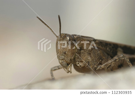 Closeup on a Broad Green-winged Grasshopper , Aiolopus strepens sitting on a stone Closeup on a Broad Green-winged Grasshopper , Aiolopus strepens sitting on a stone 112303935