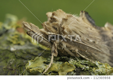 Facial closeup on the Pale Prominent moth,Pterostoma palpina, with it's remarkable snout Facial closeup on the Pale Prominent moth,Pterostoma palpina, with it's remarkable snout 112303938