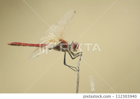 Closeup on a colorful male Red-veined darter, Sympetrum fonscolombii, on a plant against lightbrown blurred background 112303940