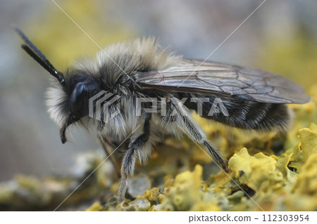 Closeup on a white fluffy male of the endangered Dawn mining bee, Andrena nycthemera on the ground 112303954