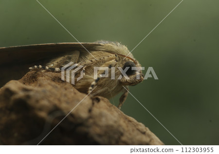 Low angle closeup on a Lesser Broad-bordered, or Yellow Underwing owlet moth, Noctua janthe, sitting on wood 112303955