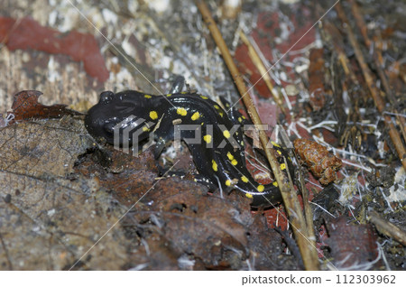 Closeup on a juvenile North American Spotted mole salamander, Ambystoma maculatum 112303962