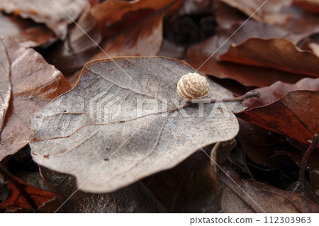 Closeup on the pea shaped gall of the European wasp , Cynips longiventris , on a fallen oak leaf in the forest 112303963