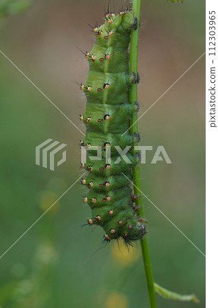 Closeup on a beautiful green Emperor moth Caterpillar, Saturnia pavonia, ona twig in heath land. Closeup on a beautiful green Emperor moth Caterpillar, Saturnia pavonia, ona twig in heath land. 112303965