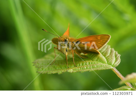 Closeup of large skipper butterfly, Ochlodes sylvanus, with open wings on agreen leaf Closeup of large skipper butterfly, Ochlodes sylvanus, with open wings on agreen leaf 112303971